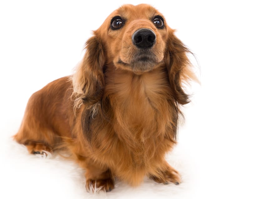 ミニチュアダックスフンド パンチ