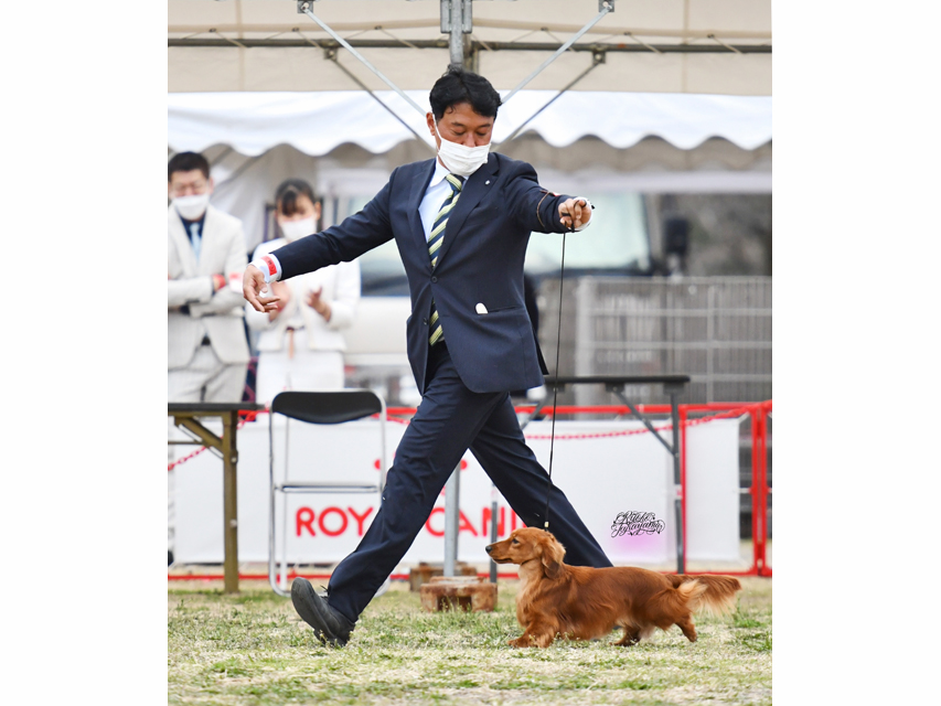 ミニチュアダックスフンド まもる ドッグショー