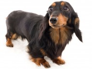 tn07シャイン_K9A1641