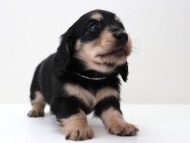 イライ君次男 (5)