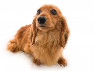 Kaninchen_Dachshund09ブーケ_K9A5712