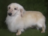 カニンヘンダックス クッキー