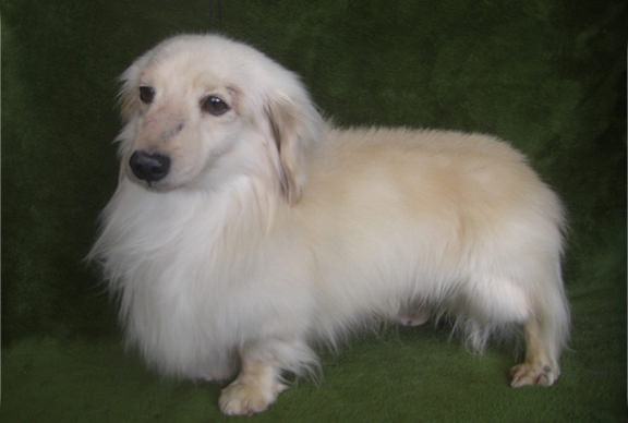 カニンヘンダックス クッキー カニンヘンダックス クッキー