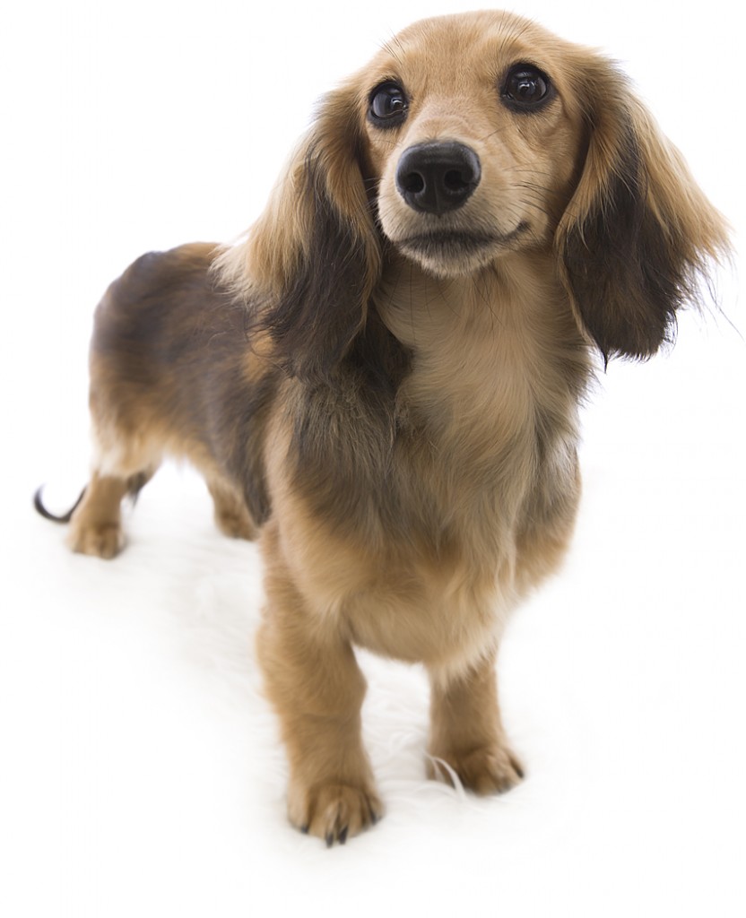 キュリ カニンヘン ダックスフンド 女の子 シェーデットクリーム