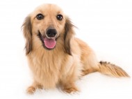 Kaninchen_Dachshund09グローリー_K9A8266