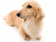 tn11ボノcs_K9A1752