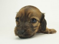 8シャーロットＳレット女の子10