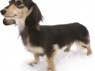 武蔵 JKCチャンピオン 極小カニンヘン 雄 ブラック&クリーム 武蔵 JKCチャンピオン 極小カニンヘン 雄 ブラック&クリーム