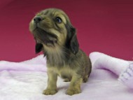 _IGP2929 (flame_kaz@gek.co.jp)