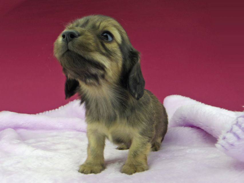 カニンヘンダックスフンド まめ & 竹千代の子犬 イエロー(クリーム) 男の子_IGP2929 (flame_kaz@gek.co.jp) カニンヘンダックスフンド まめ & 竹千代の子犬 イエロー(クリーム) 男の子