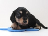 未ミルカ (4) 未ミルカ (4)