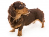 tn01プラム_J9A1710