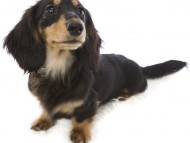 月子 カニンヘンダックス 女の子 ブラック＆タン