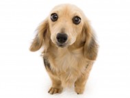 マシェリcs2005 マシェリcs2005