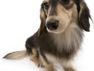 武蔵 JKCチャンピオン 極小カニンヘン 雄 ブラック&クリーム 武蔵 JKCチャンピオン 極小カニンヘン 雄 ブラック&クリーム