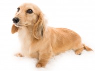 Kaninchen_Dachshund01フルール_K9A8028