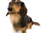 カニンヘンダックスのマロ（ブラック＆タン）