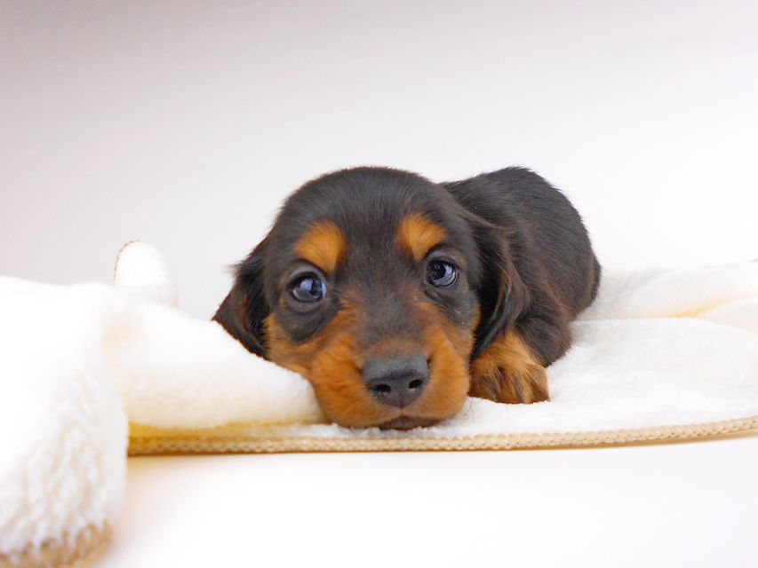 ミニチュアダックスフンド サリーアン & ジムの子犬 ブラタン 男の子dachshund003 ミニチュアダックスフンド サリーアン & ジムの子犬 ブラタン 男の子