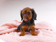 dachshund004