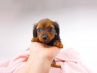dachshund006