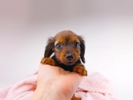 dachshund007