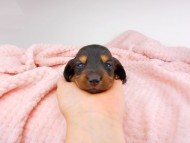 dachshund010