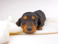 dachshund010