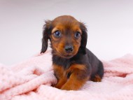 dachshund010