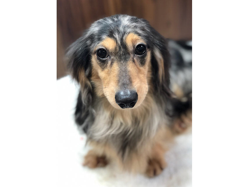 dachshund01 dachshund01
