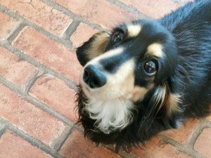 カニンヘンダックス リコ