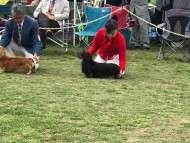 dachshund01 dachshund01