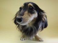 dachshund01