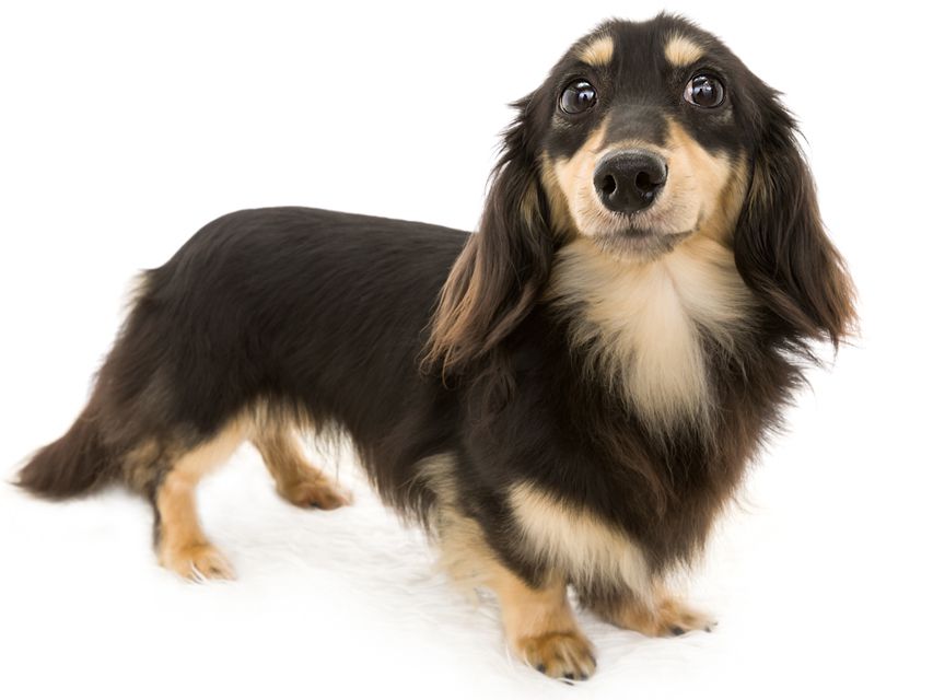 dachshund01 dachshund01