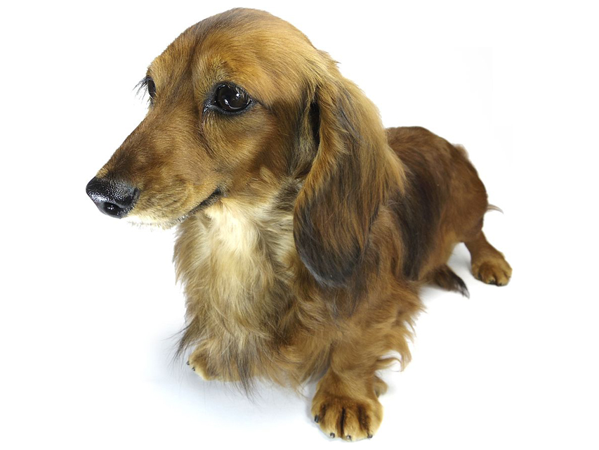 dachshund01 dachshund01