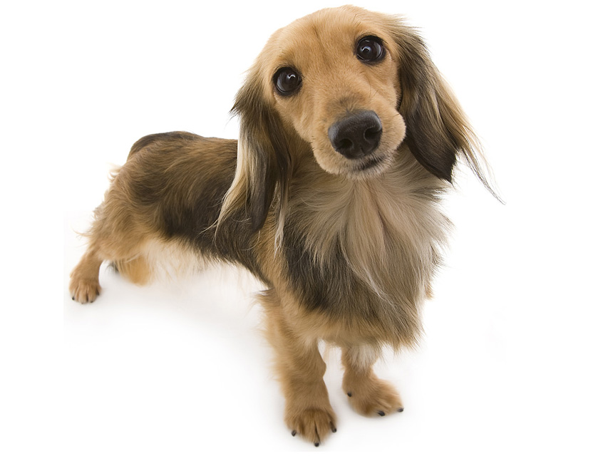 dachshund01 dachshund01