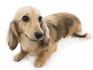 dachshund01