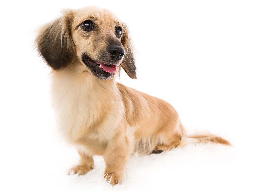 dachshund01 dachshund01