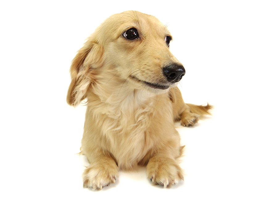 dachshund01 dachshund01