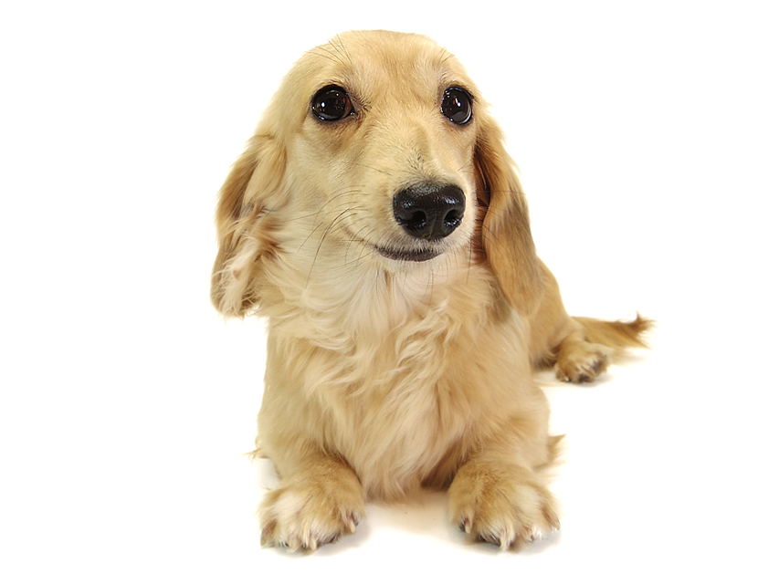 dachshund01 dachshund01