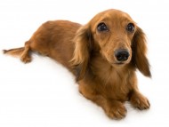 dachshund01 dachshund01