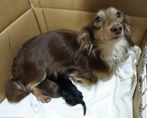 カニンヘンダックスフンド ロングヘアード ノエル.hp　6/12出産しました