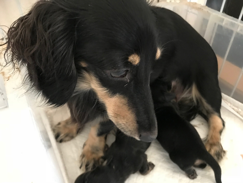 カニンヘンダックス ペコ 8/4出産しました