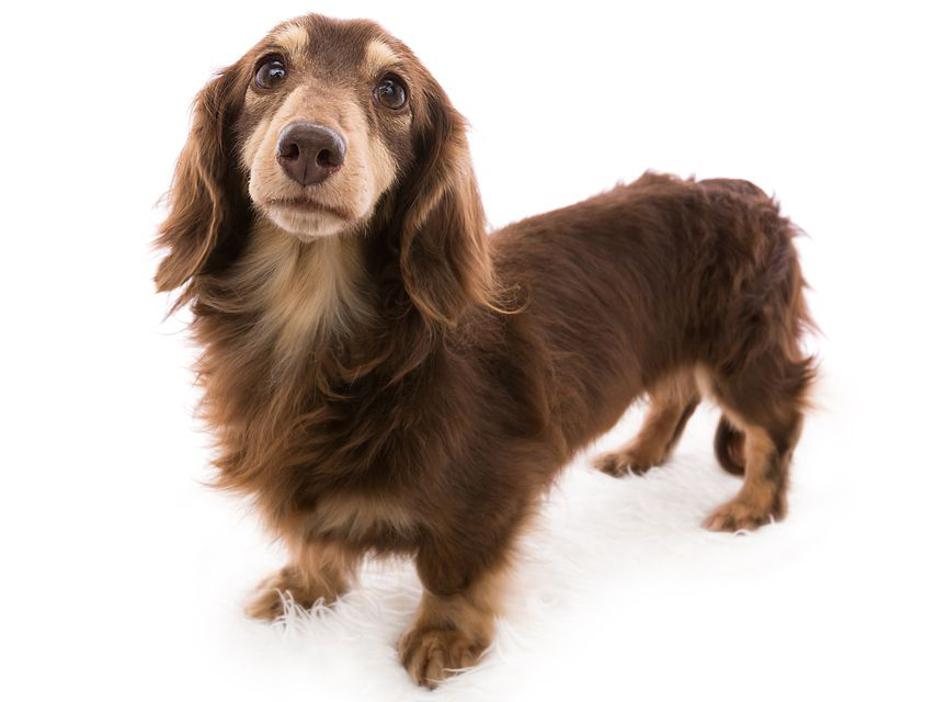 dachshund01 dachshund01