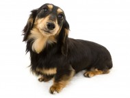 dachshund01