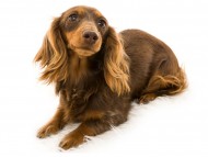 dachshund01 dachshund01