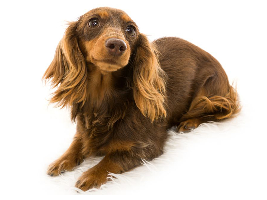dachshund01 dachshund01
