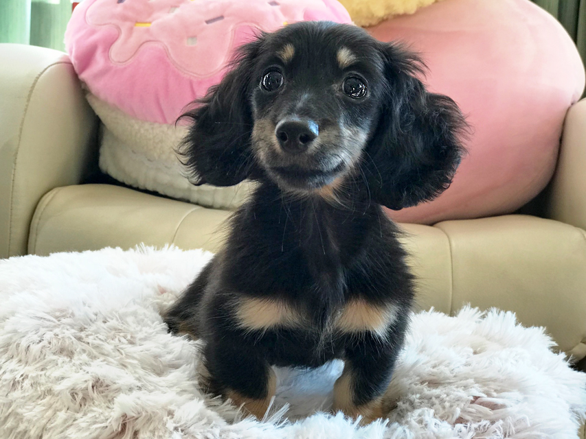 カニンヘンダックスフンド ペコ & ナイトの子犬 ブラックイエロー（ブラッククリーム） 女の子（2）