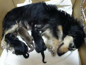 カニンヘンダックスフンド ロングヘアード ルル.hb 6/12出産しました