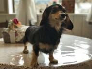 dachshund01
