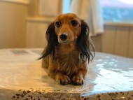 dachshund01 dachshund01